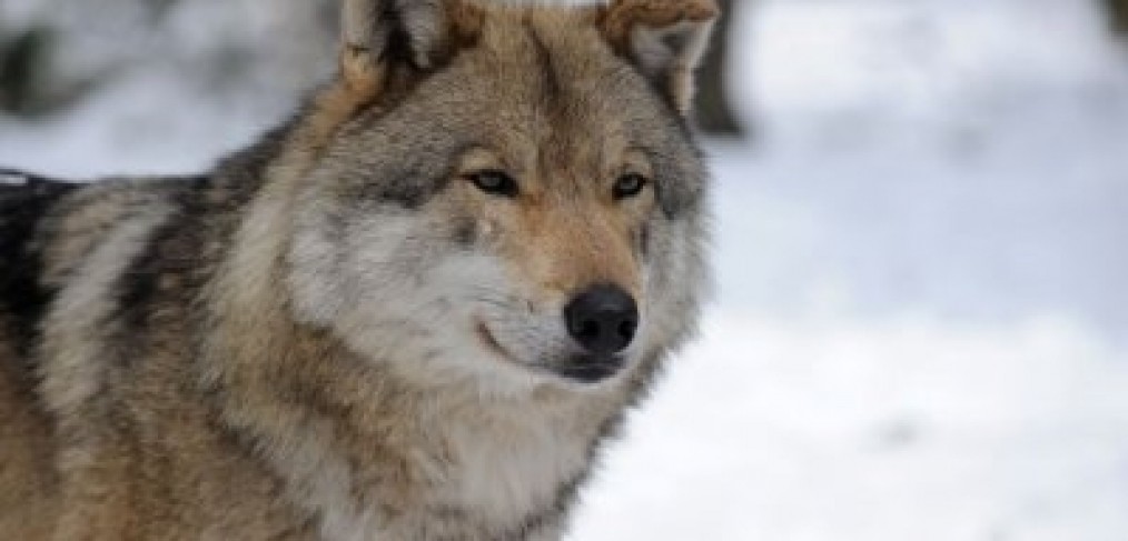 Wolf-wildpark-parc-a-Gibier-le -ciel-et-la-roche